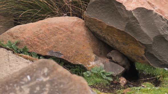 Adorable little African Ice Rat scurries into den between rocks, Nature ...