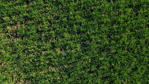 Aerial Top Down Drone Flies Over Green Wheat Field Cereal Plants Land Agricultural Industry Natural