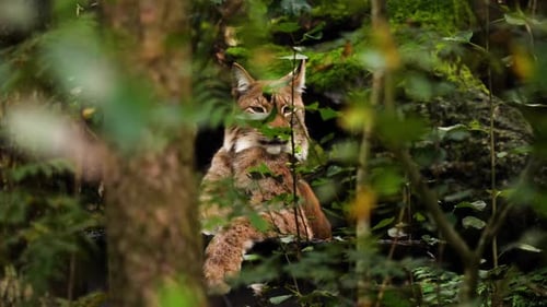 Static shot of a bobcat looking around in a Scandinavian forest - Lynx lynx