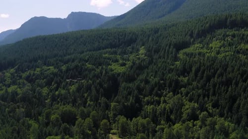 Overflying The Lush Green Coniferous Forest Near The Mount Rainier National Park In Packwood, Washin