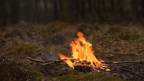 A Campfire Burning Brightly in a Forest Setting with Flames Dancing and Casting Warm Light The Fire
