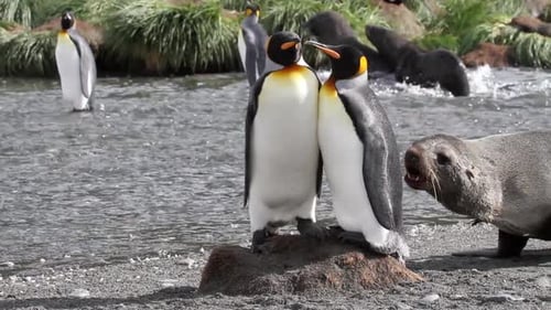 Two King Penguins Affectionately Stand on Rock