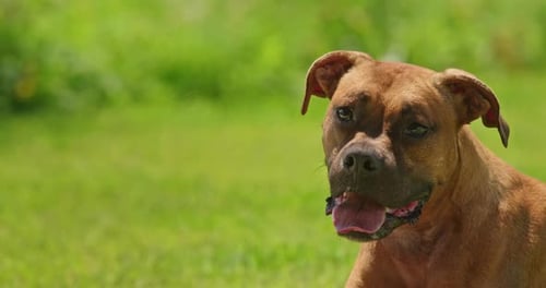 A Closeup of a Cheerful German Boxer Dog with Its Tongue Out Enjoying a Sunny Day on a Green Lawn