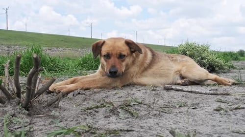 Streunender Hund liegt in Frühlingsnahaufnahme auf dem Boden