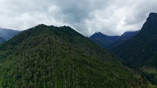 Aerial drone view of Cocora Valley, Salento, Colombia. Flying over the tallest wax palm trees in the