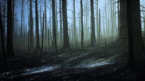 Burned Trees After Wildfire with Pollution and a Lot of Smoke