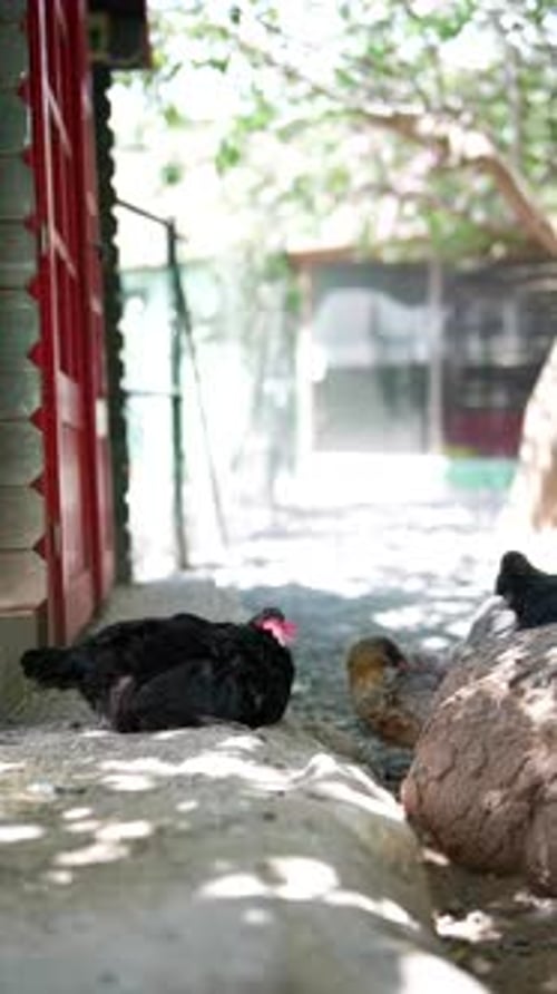 Chickens Enjoy Peacefully Basking in the Sunlight Near a Charming Farm Building