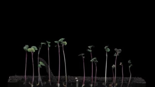 Plants Sprout and Grow in Time Lapse