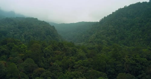 Drone View of Tropical Rainforest Under Morning Haze