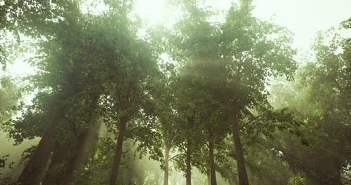 Sunlight Filtering Through Tall Trees in a Serene Forest Setting