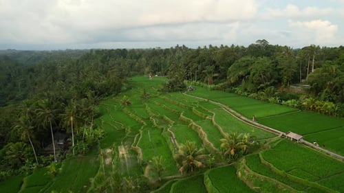 beautiful sunset reflections over tropical green rice field terrace in Bali Indonesia, aerial