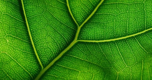 Macro of Translucent Green Leaf with Visible Vein Structure