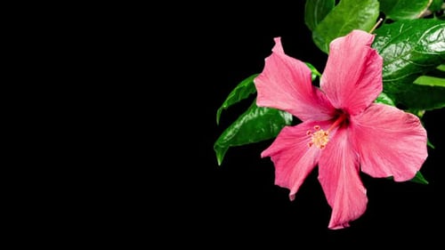 Pink Hibiscus Opens Big Flower in Time Lapse. Blooming Red Plant on a Black Background