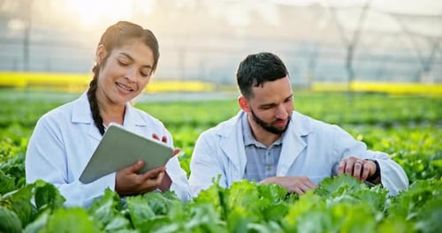 Tablet, greenhouse and science team check plant for agriculture research