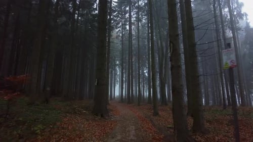 Autumn forest path with colorful fallen leaves on a cold foggy morning