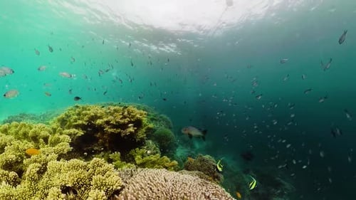 Tropical Seascape Underwater Life. Tropical underwater sea fish