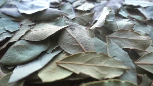 Dry Laurel Leaves Background Rotation