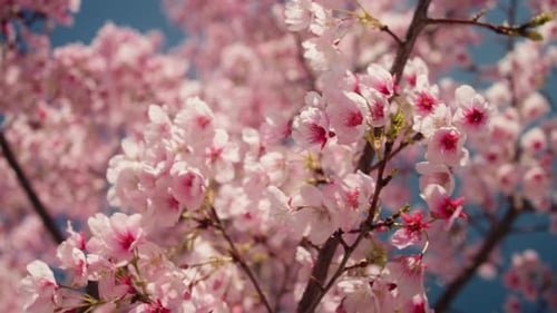 Cherry Blossom Branches Swaying in Spring Wind
