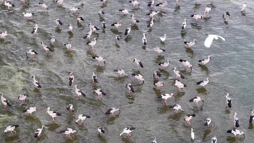 Aerial drone view of Asian openbill storks feeding near coast