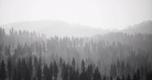 Misty Forest Landscape with Towering Trees in a Serene Mountainous Region