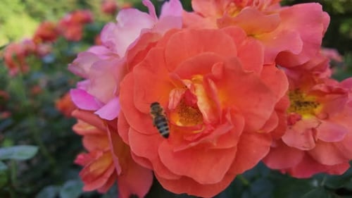 A bee lands on vibrant orange roses in a garden