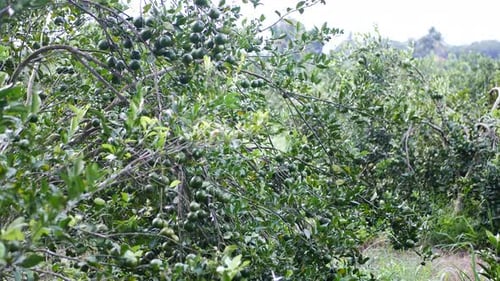 Green Citrus Fruit Growing on Trees in Orchard
