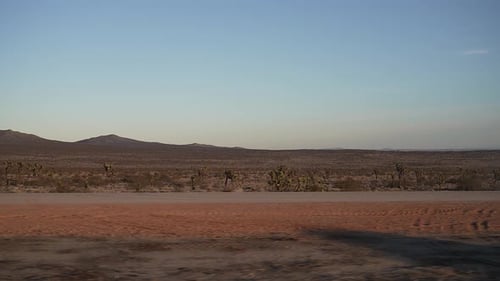 Driving along the Mojave Desert looking out the passenger window at a Joshua tree forest - spiny pla