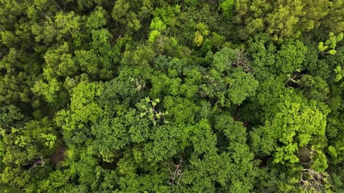 Above View Of Amazon Tropical Forest Treetops. Aerial Drone Shot