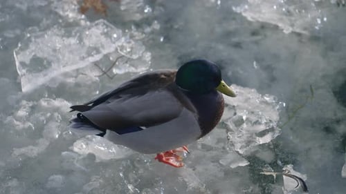 Male Mallard Duck Standing On Ice And Preening Feathers. - close up