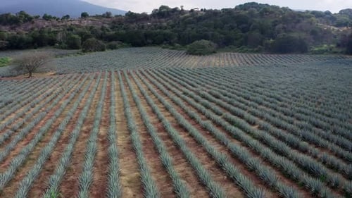 Agave field in Tequila, Mexico 4