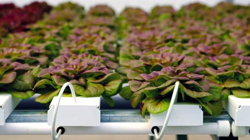 Hydroponic Lettuce Growing Indoors