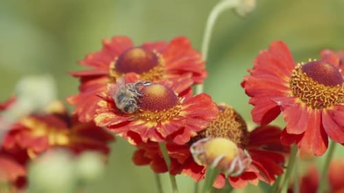 Bee Feeding On Flower Of Helenium Sneezeweed Plant In Summer. - close up