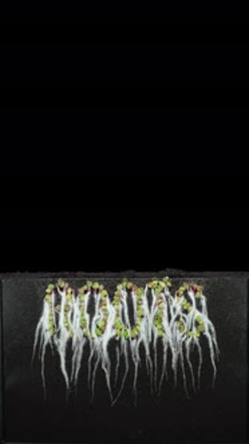 Growing radish rose in rhizobox in a word roots shape