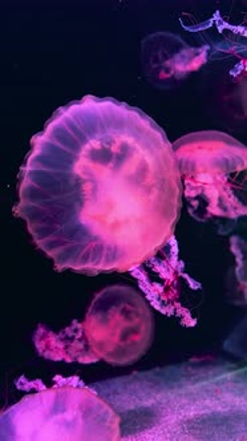 Pink Jellyfish Floating Underwater in the Dark