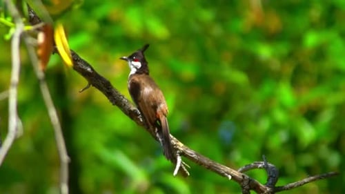 Bird 4K