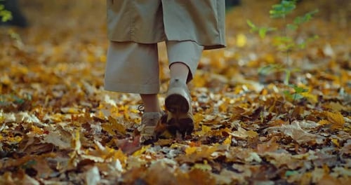 Woman Feet Stepping on Yellowed Foliage on Ground on Beautiful Forest Closeup View Prores