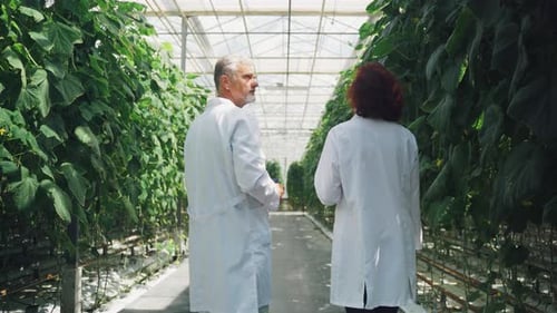 Scientists Walk and Discuss Plants in a Greenhouse