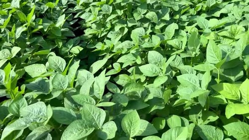 Edamame or soybean soy field of nature agriculture