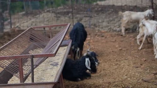 Goats on a Goat Farm
