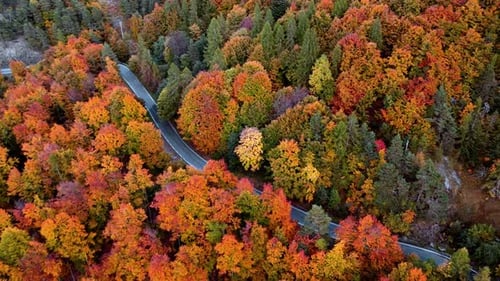 Stunning Aerial Shot of Autumn Forest with Winding Road at Sunset