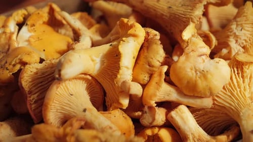 A Pile of Fresh Chanterelle Mushrooms Picked From the Forest One of the Most Prized Mushrooms in