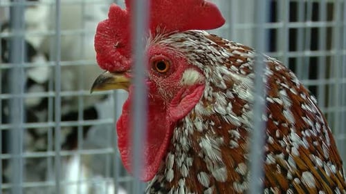 Le plus beau coq nain de Lettonie