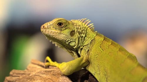 A portrait shot of an iguana resting on a branch with a nice blurry background.