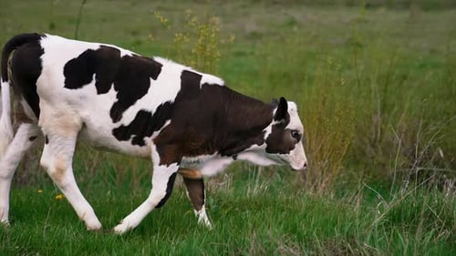 Cattle. Cow grazing on a pasture.
