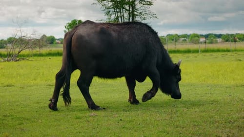 Large Black Buffalo with Curved Horns Grazing on Green Pasture Near Rural Fencing and Trees
