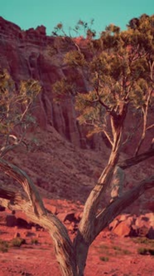 Lone Tree Standing in Nevada Desert