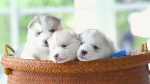 Three Sweet Husky Puppies in Woven Basket