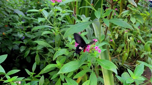 Several butterflies with a special pattern sitting on a table