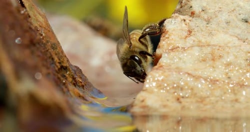 Honey bee on wet rock moving antennae, close up