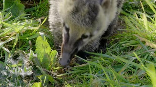 Südamerikanische Quati, Coati (Nasua nasua), die im Boden nach Nahrung suchen und den Wein zur Schau stellen